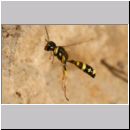 Mellinus arvensis - Kotwespe w45 im Nestanflug.jpg